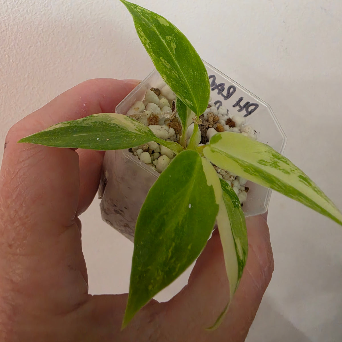 Philodendron Radiatum Variegatum – Exact Plant #2