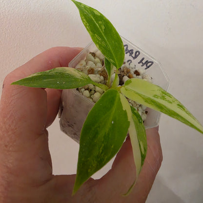 Philodendron Radiatum Variegatum – Exact Plant #2