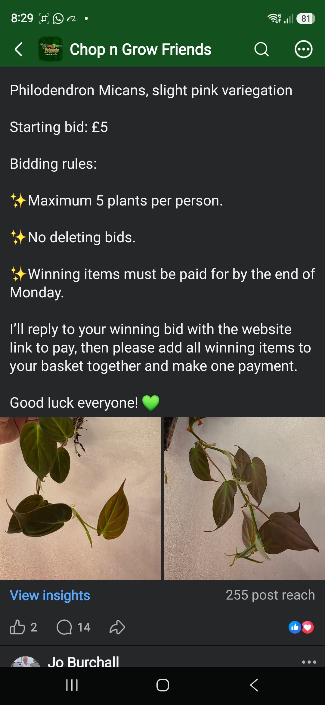 Sunday CnG Sale -Emily J Micans Plant
