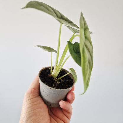 Alocasia Silver Dragon Rare Houseplant 6cm pot