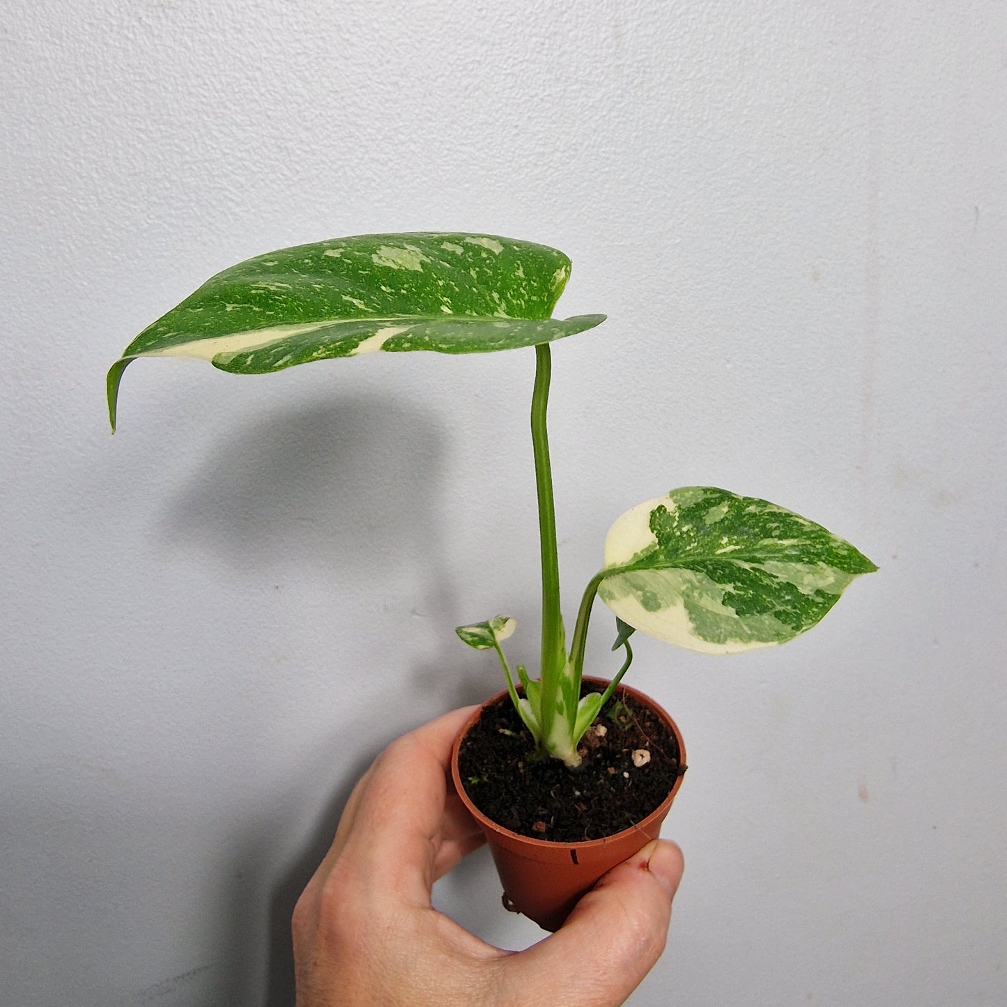 Monstera Thai Constellation – 6cm Pot (#1)