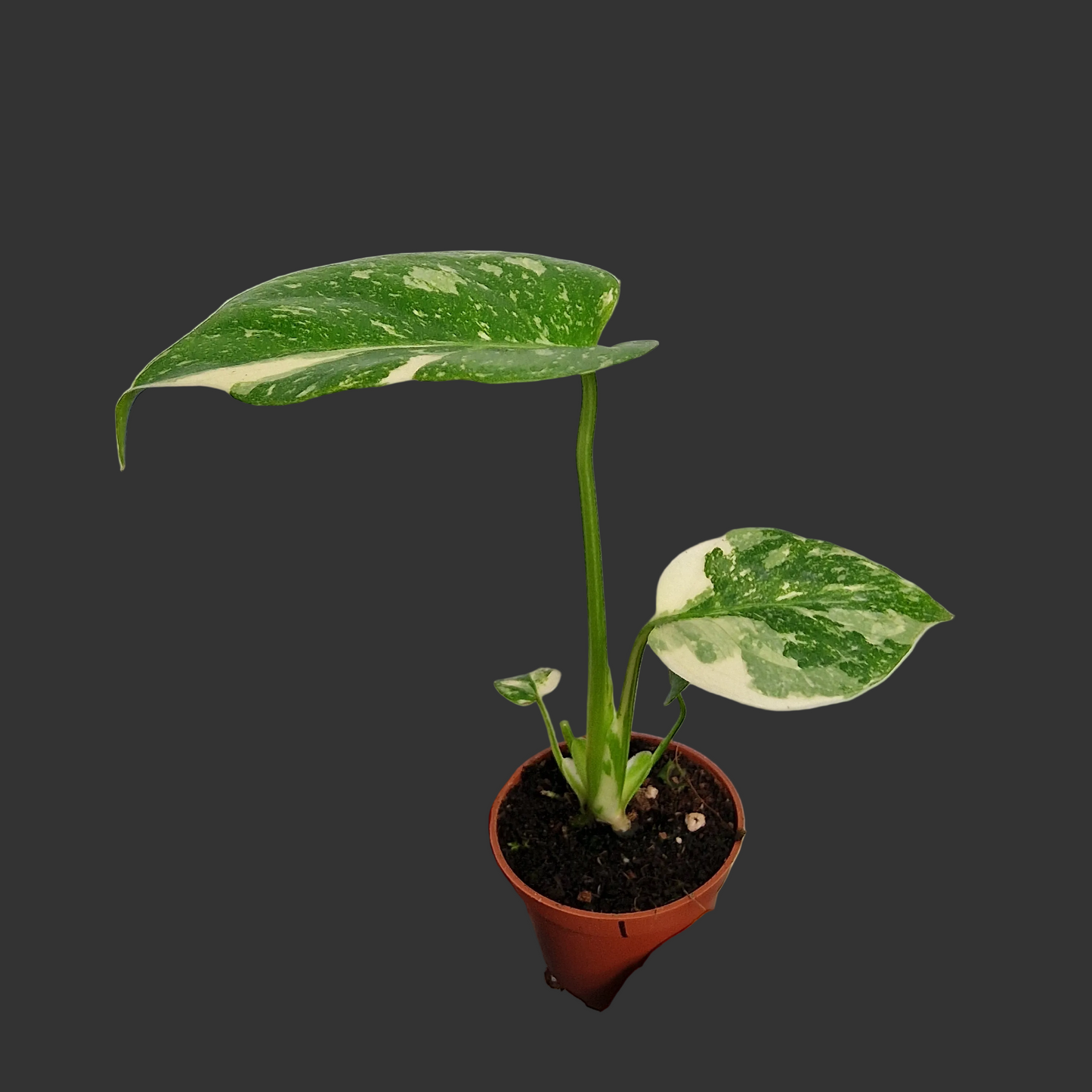 Monstera Thai Constellation – 6cm Pot (#1)