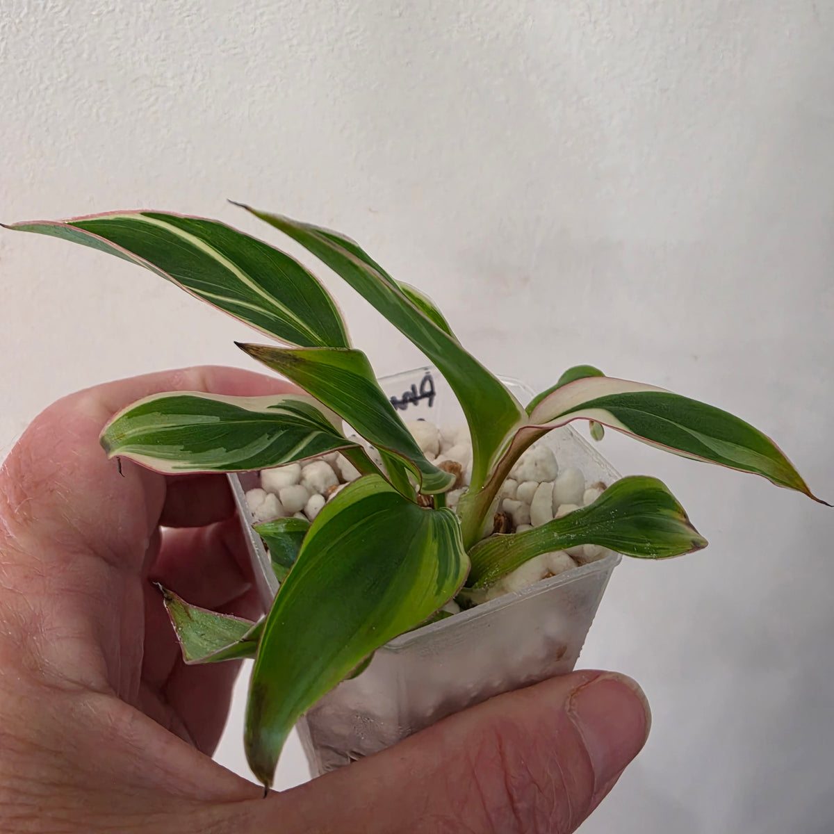 Musa ‘NoNo’ Pink Variegated