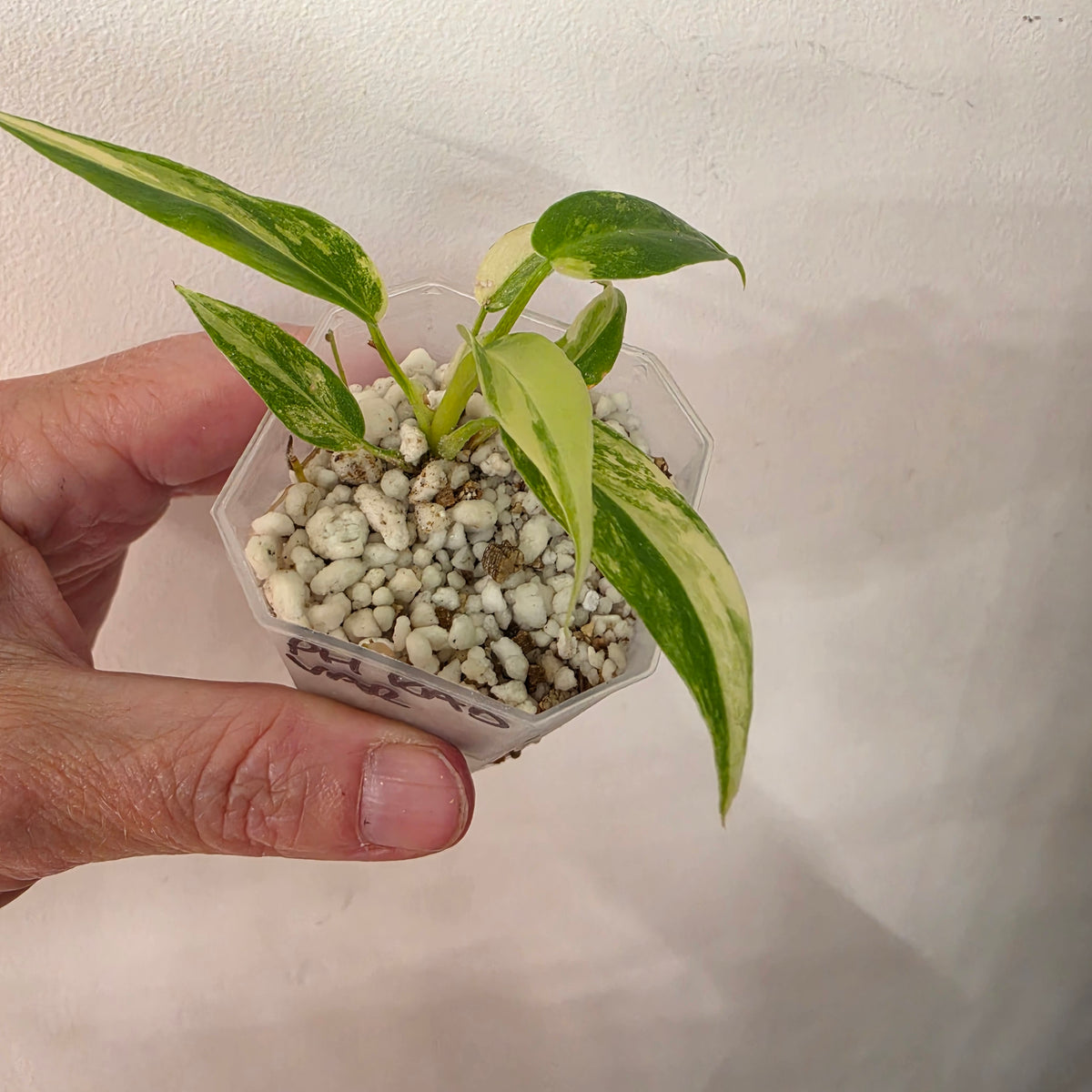 Philodendron Radiatum Variegatum – Exact Plant #4