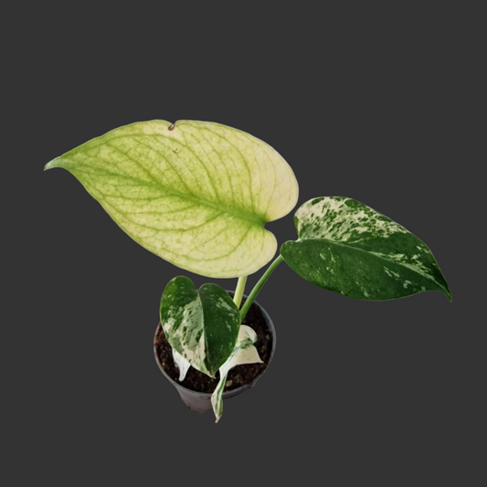 Monstera Mint – 6cm Pot (#6)