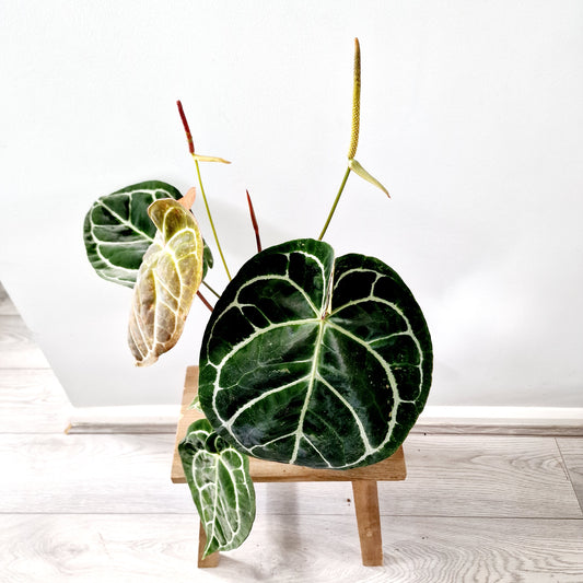 Anthurium Crystallinum x Karma Crystal Hybrid (multiple growing together) Houseplant 17cm pot (2)