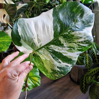 Monstera Albo Highly Variegated Middle Cutting