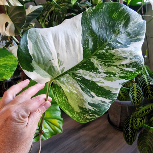 Monstera Albo Highly Variegated Middle Cutting