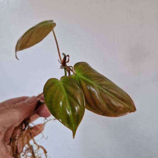 Philodendron Mican Pink Variegated Bottom Cutting rooted in Water