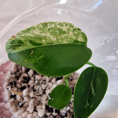 Monstera Bulbasaur – Young TC Plant (Exact Plant #2-3)