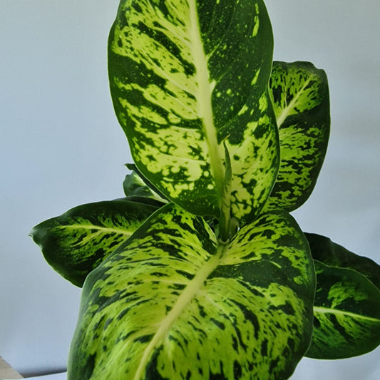 Dieffenbachia Sublime Rare Houseplant 12cm pot