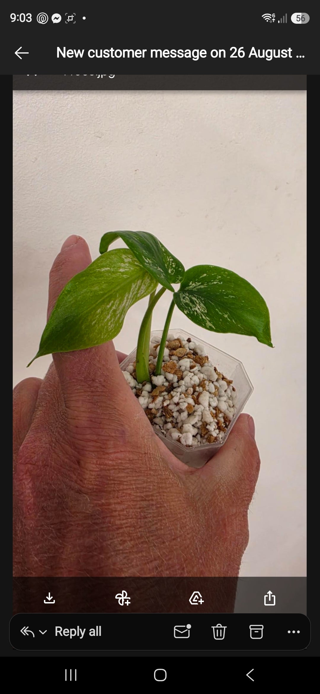 Karl - exact Monstera Devil