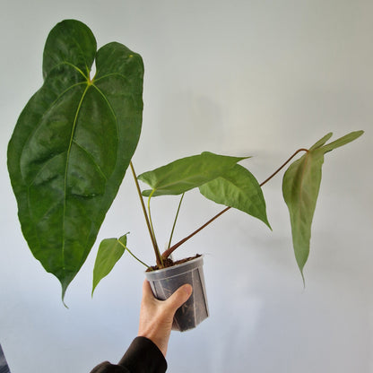Ecuagenera Rehab Anthurium Espiritu de Montana x Anth nigrolaminum gigante x Anth besseae  aff
