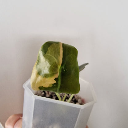 Alocasia Sedenii Variegated – Exact Plant (#1)