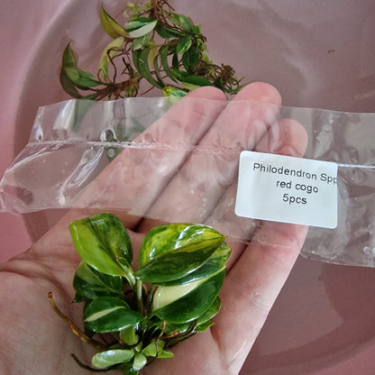 Tissue Culture Plant - Pre-order - please see description