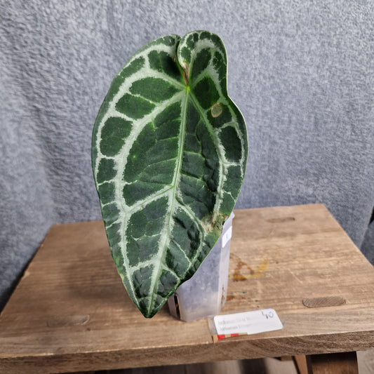 Anthurium Silver Streak  x Anth Ecuagenera Green Soul Ecuagenera Import (f) worth £40 – Rehab Plant