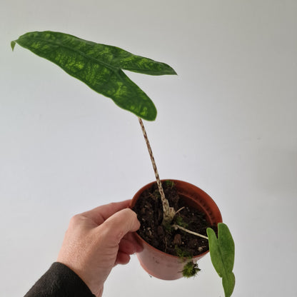 Alocasia Reticulata Rare Houseplant 10.5cm pot
