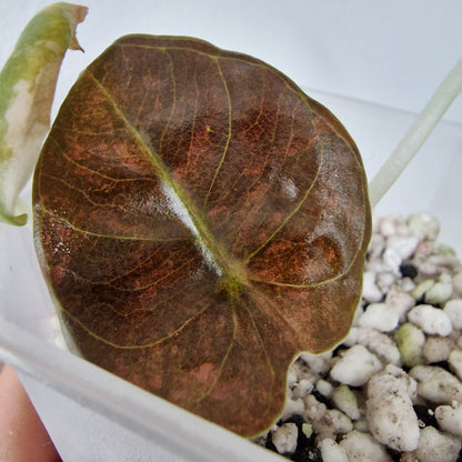 Alocasia Sedenii Variegated – Exact Plant (#4)