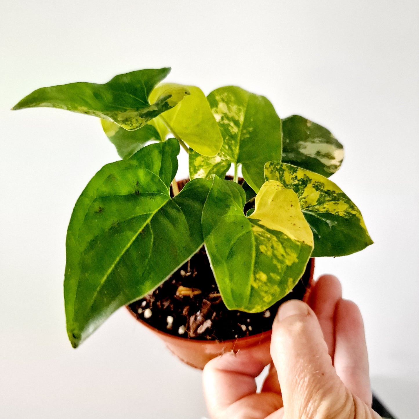 Syngonium Aurea multiple Houseplants in each 14cm pot (2)
