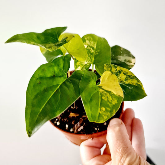 Syngonium Aurea multiple Houseplants in each 14cm pot (2)
