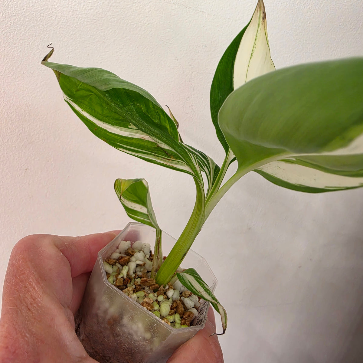 Musa ‘Hawaii’ Variegated – Established | Exact Plant #1