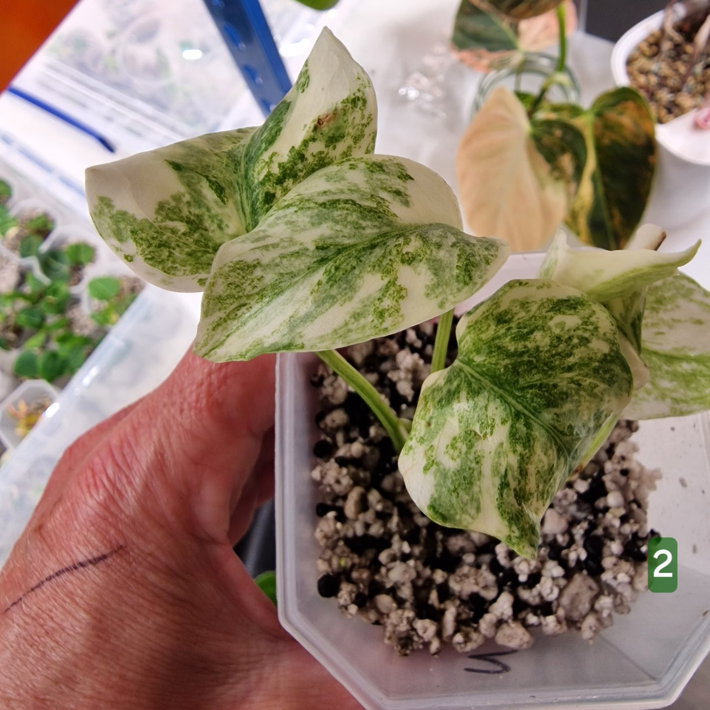 Monstera Legacy – Choose Your Plant