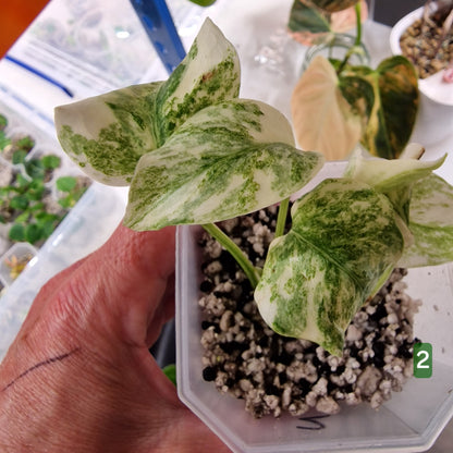 Monstera Legacy – Choose Your Plant