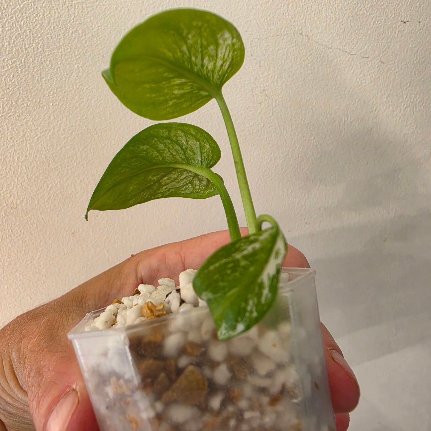 Monstera Devil – Acclimatised TC - Exact Plant (5) See Description