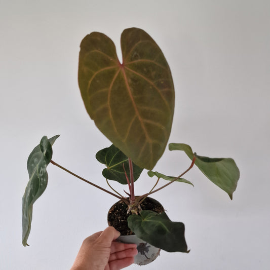 Anthurium Dark Phoenix 12cm pot