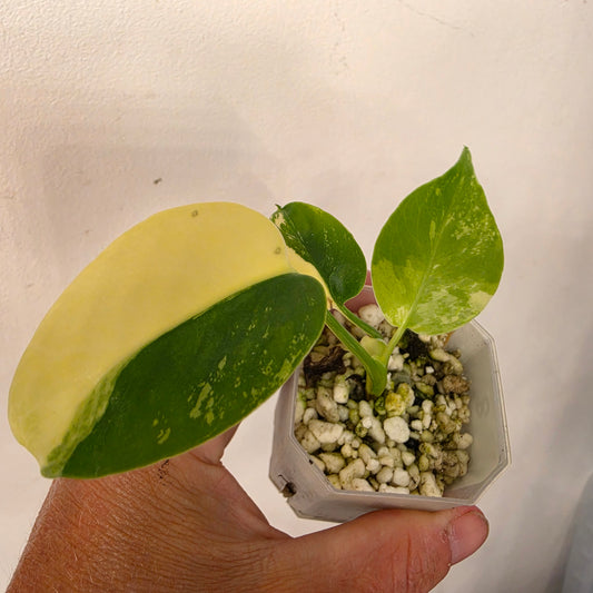 Monstera Lemon Pom Pom – Exact Plant No. 8 - See Description