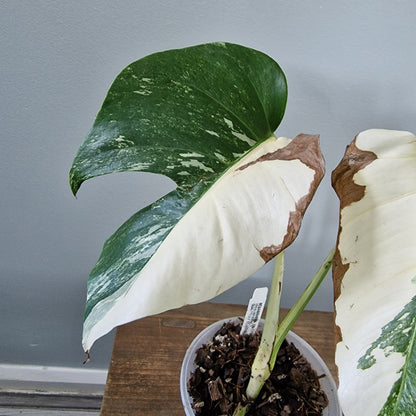 Ecuagenera Rehab Monstera Albo  (C16)