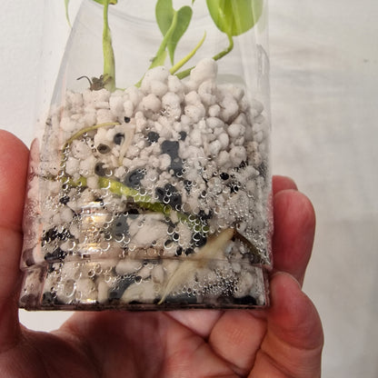 Monstera Lemon Lime – Young Exact TC Plant (#6)