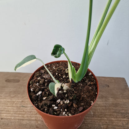 Monstera Deliciosa Aurea – 12cm Pot (#11)