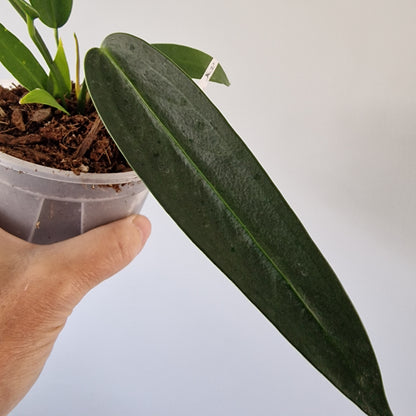 Ecuagenera Rehab Anthurium wendlingeri (32)
