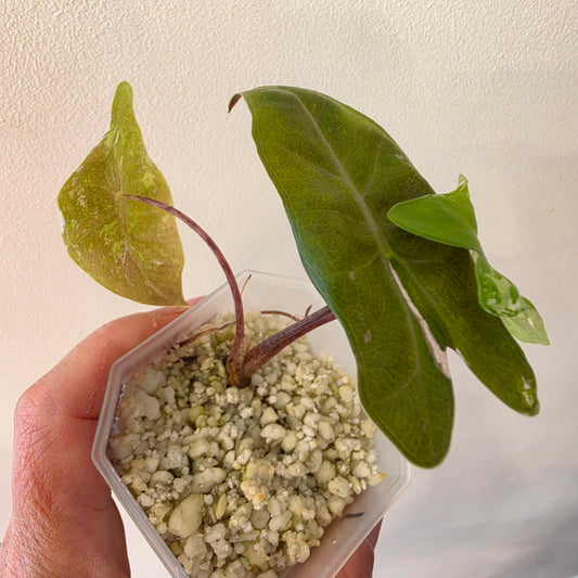 Alocasia Pseudo Sanderiana Pink Variegata – Established | Exact Plant #1