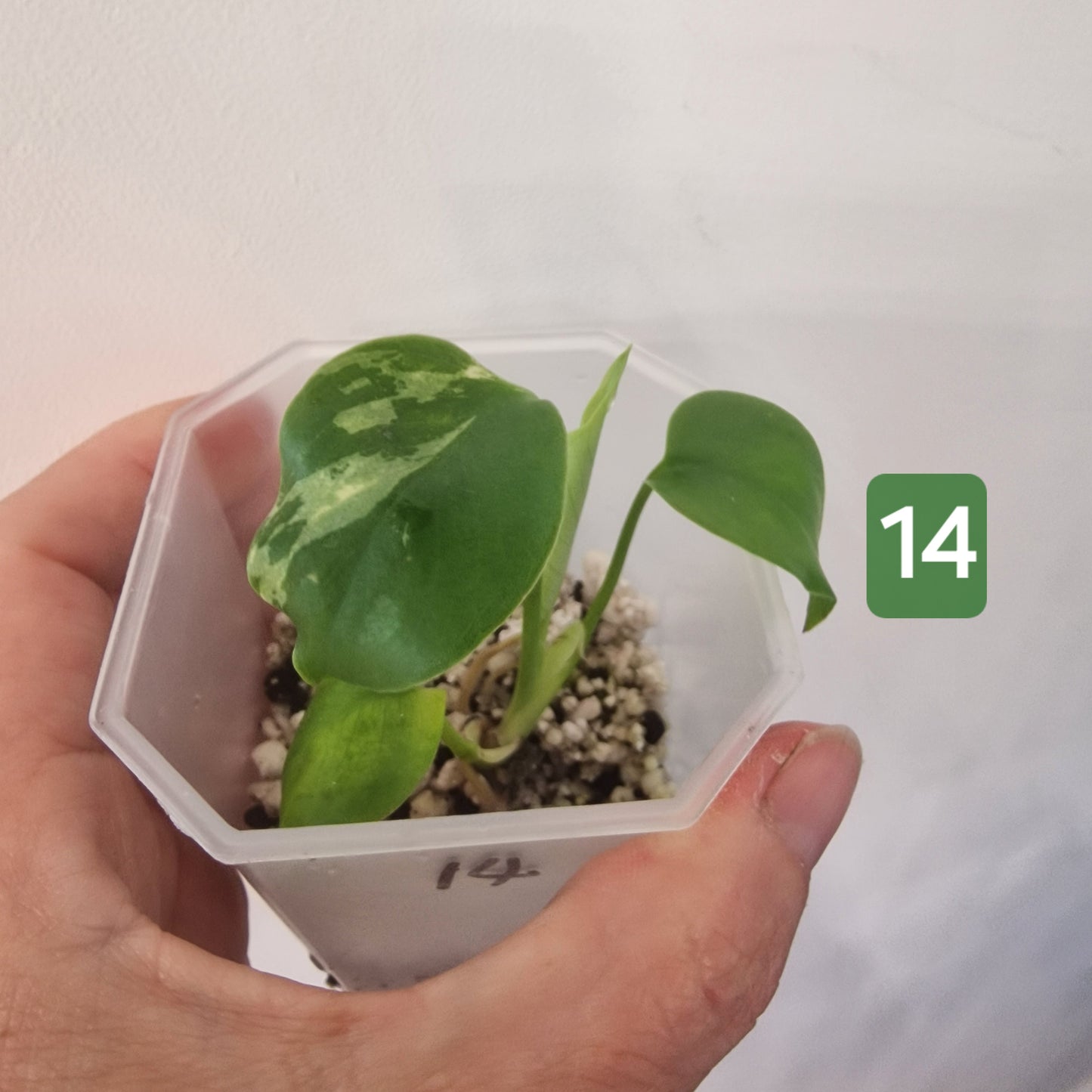 Monstera Bulbasaur – Choose Your Exact Plant see description
