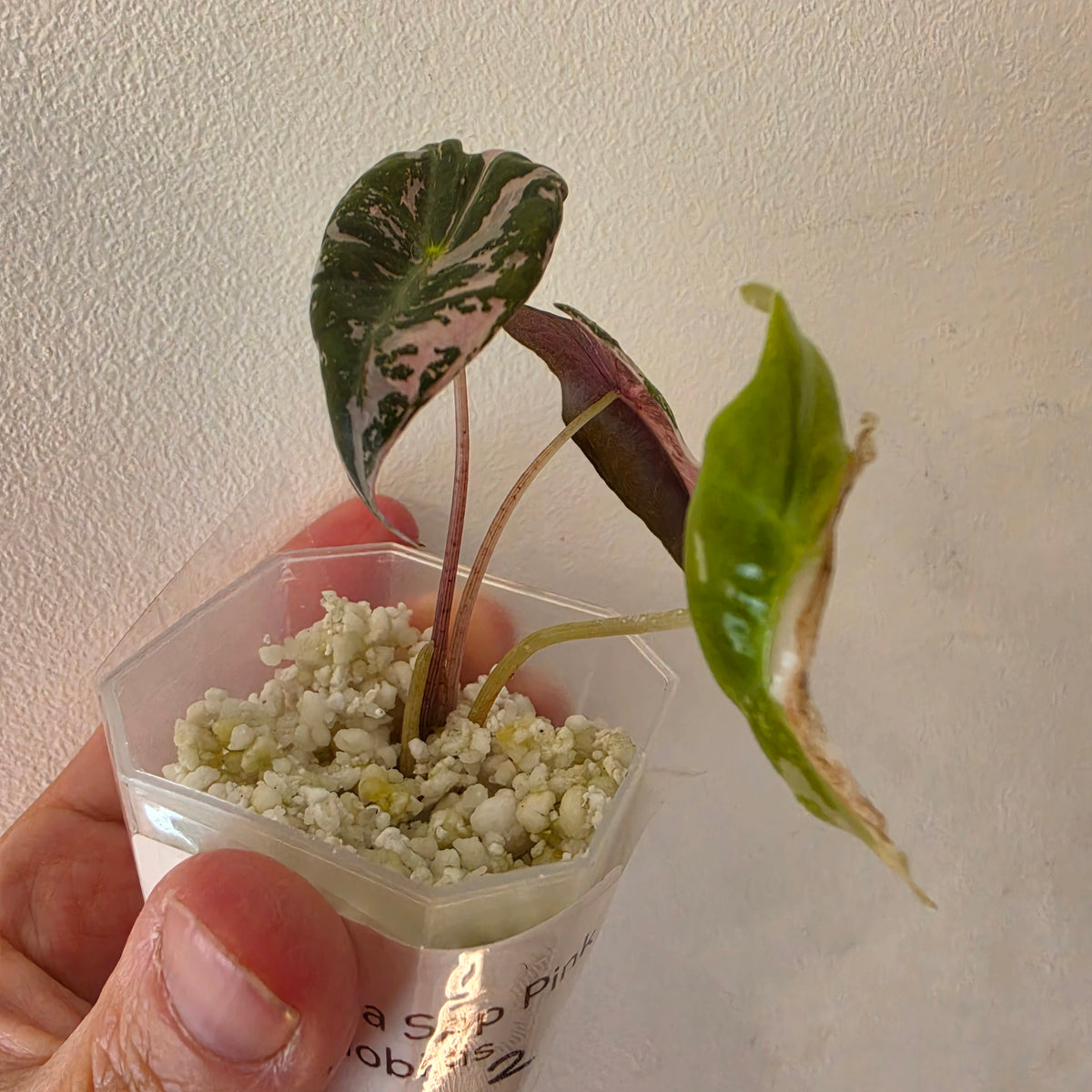 Alocasia sp. ‘Pink Nobilis’ Variegata Tissue Culture 🌸 see description