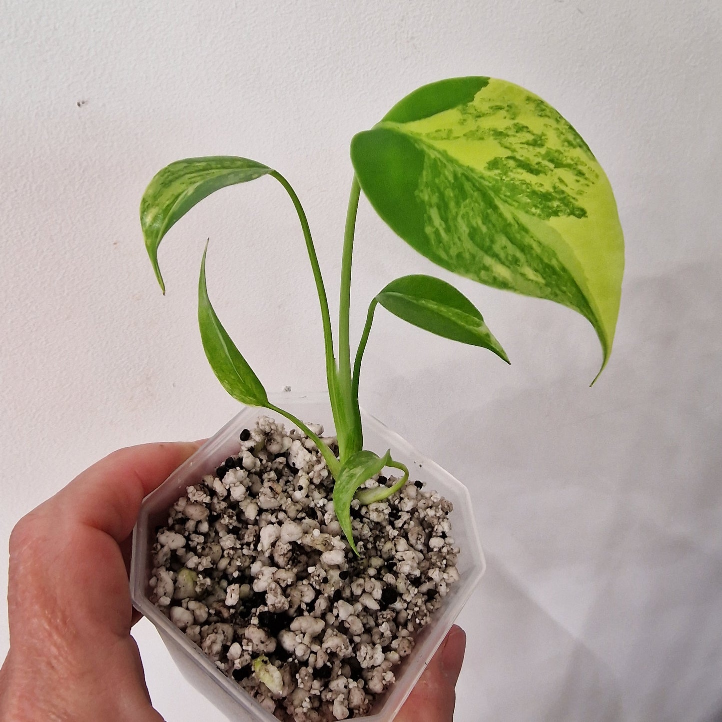 Monstera Yellow Marilyn – Variegated Monstera Exact Plant (4)
