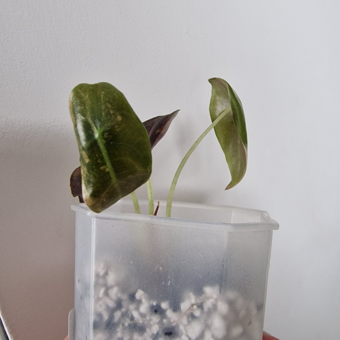 Alocasia Sedenii Variegated – Exact Plant (#2)