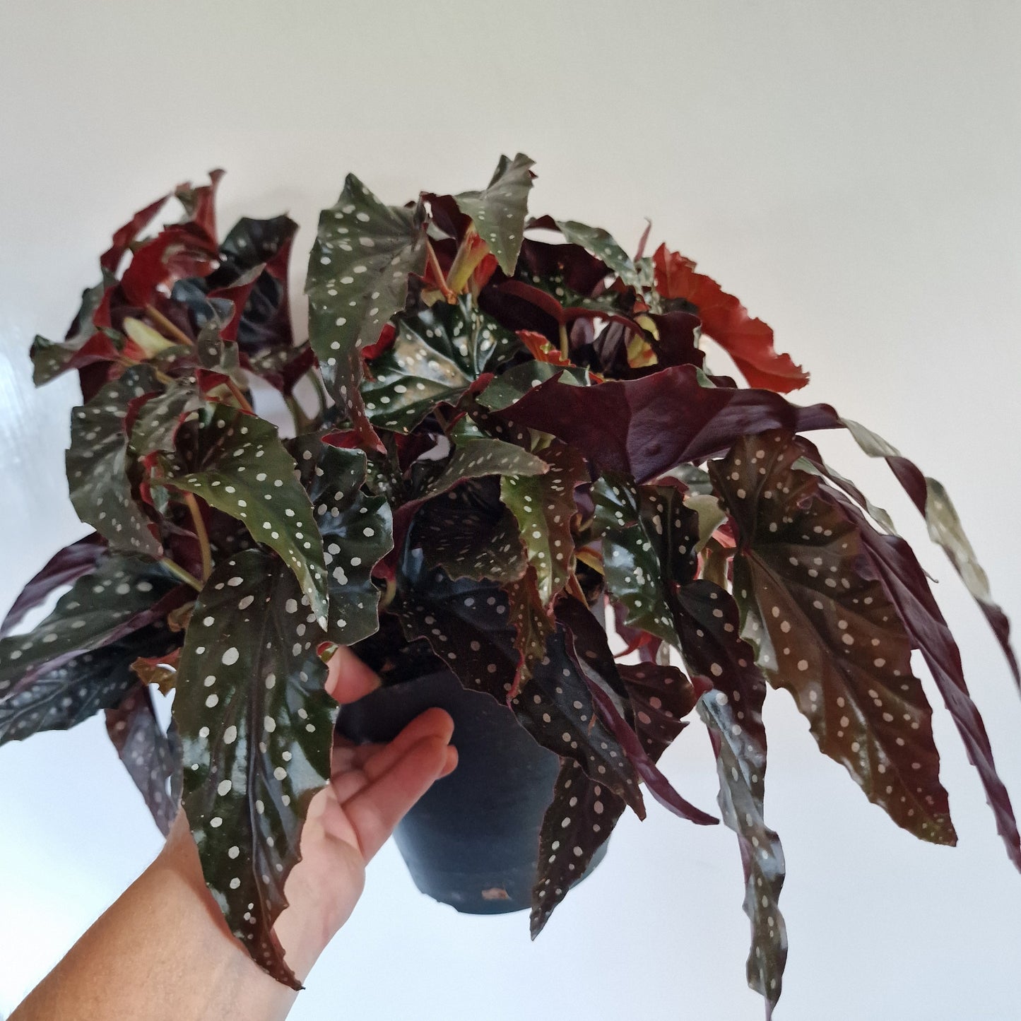 Begonia Black Forest Rare Houseplant 14cm pot