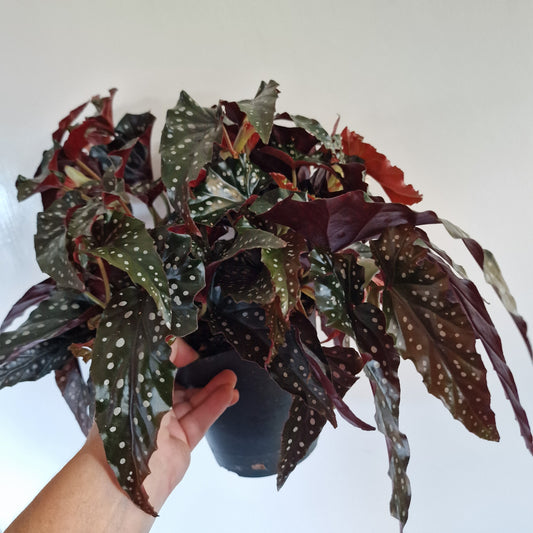 Begonia Black Forest Rare Houseplant 14cm pot