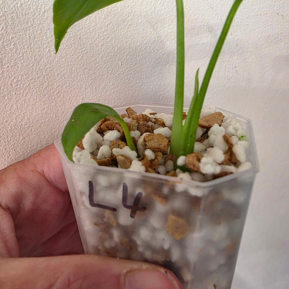 Monstera Devil Monster – Lightly Variegated / Speckled – Exact Plant (L4)