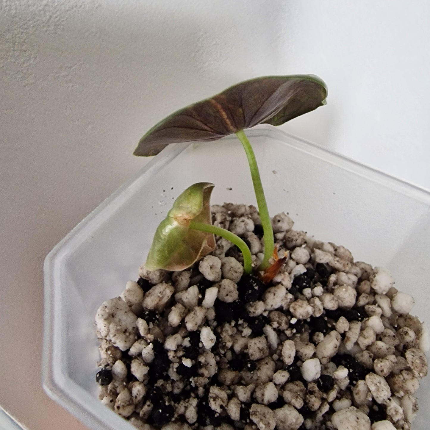 Alocasia Sedenii Variegated – Exact Plant (#3)