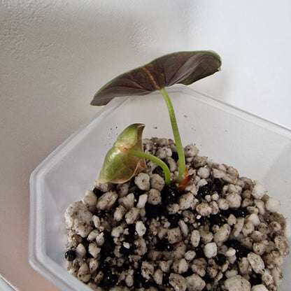 Alocasia Sedenii Variegated – Exact Plant (#3)