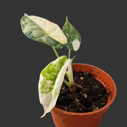 Alocasia Dragon Scale Variegata Rare Houseplant 10.5cm pot (1)