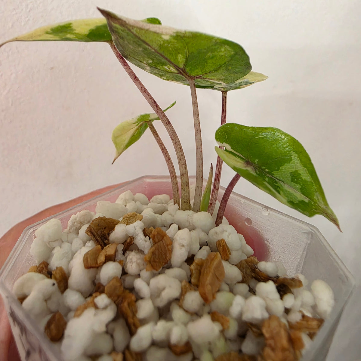 Alocasia Yucatan Princess Variegated – Exact Plant #5
