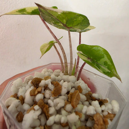 Alocasia Yucatan Princess Variegated – Exact Plant #5