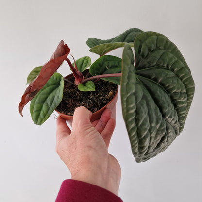 Anthurium Luxurians x Radicans – 12cm Pot