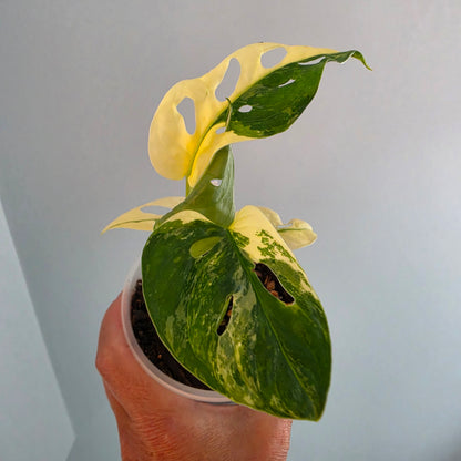 Monstera Adansonii Variegated twin growth
