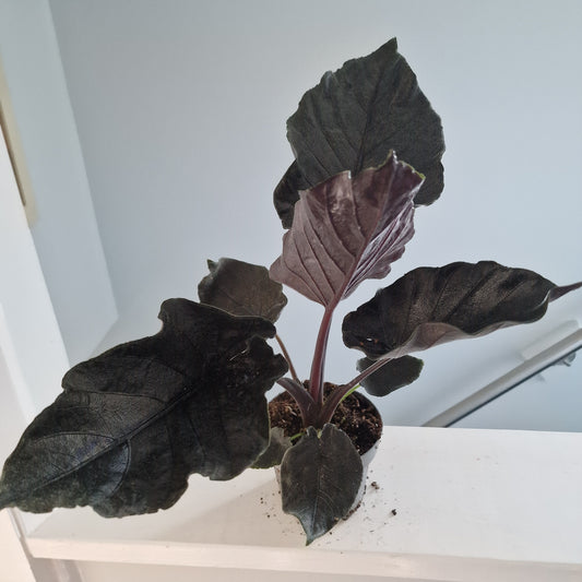 Alocasia Antoro Velvet Rare Houseplant 12cm pot